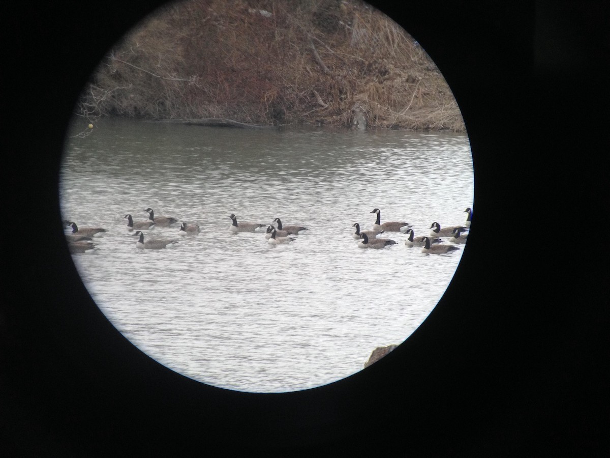 Cackling Goose (Richardson's) - ML125678691