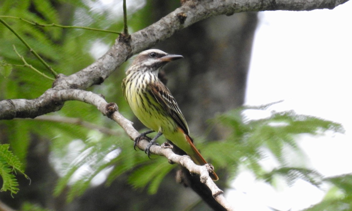 Sulphur-bellied Flycatcher - ML125678781