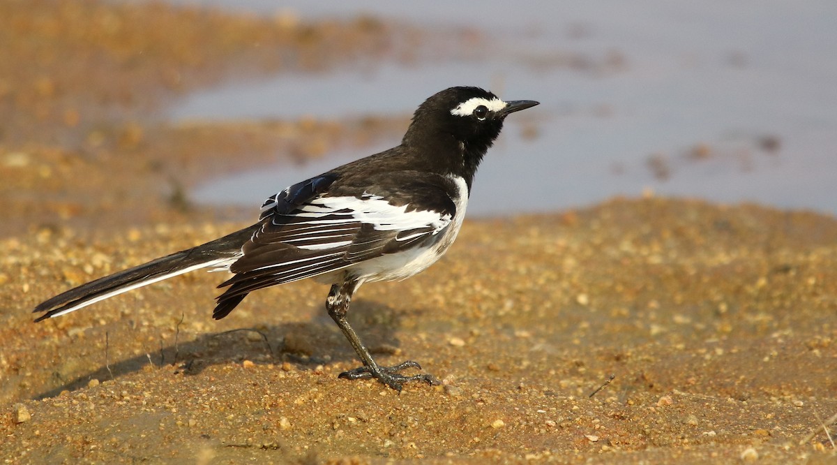 White-browed Wagtail - ML125678971