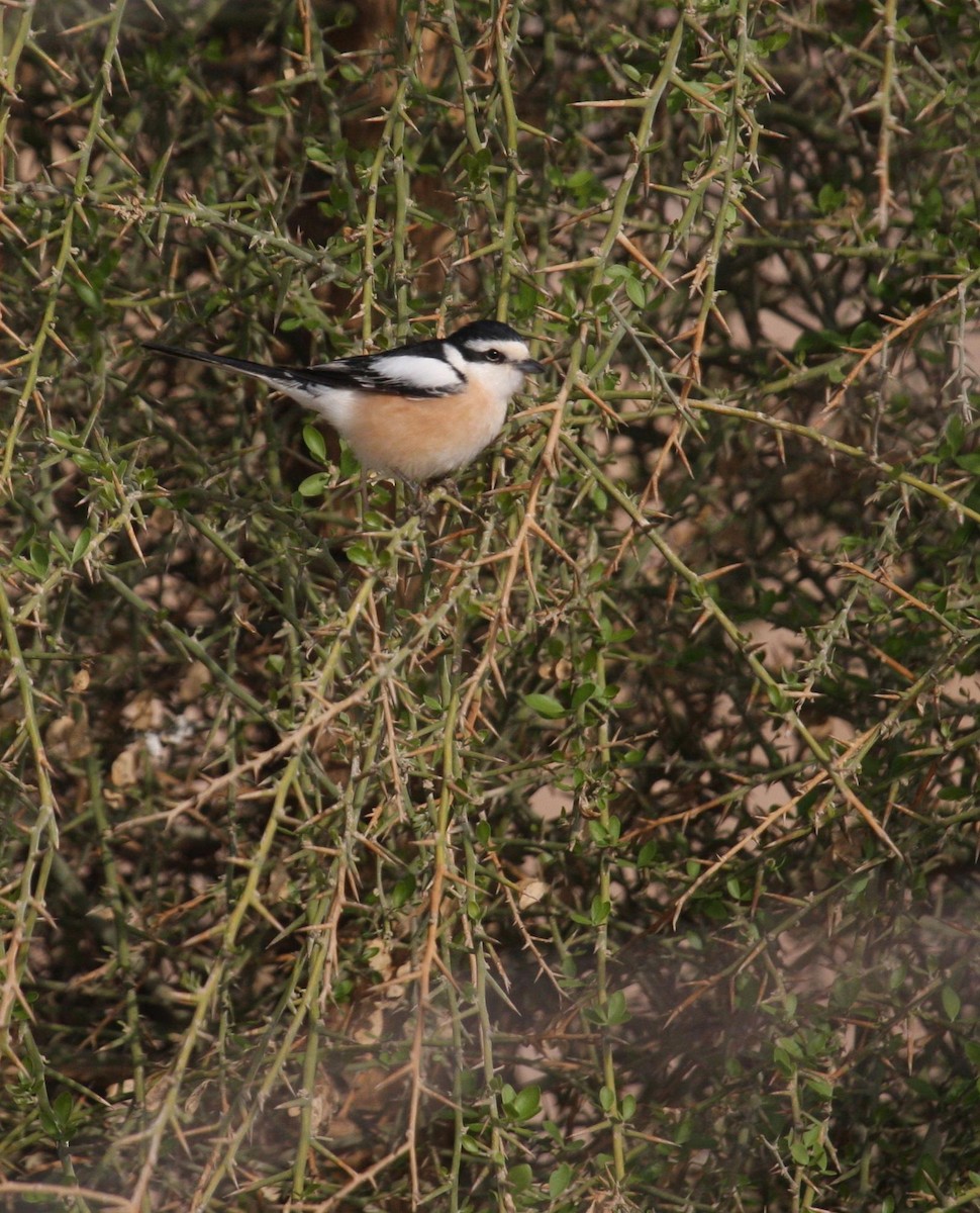 Masked Shrike - ML125679001