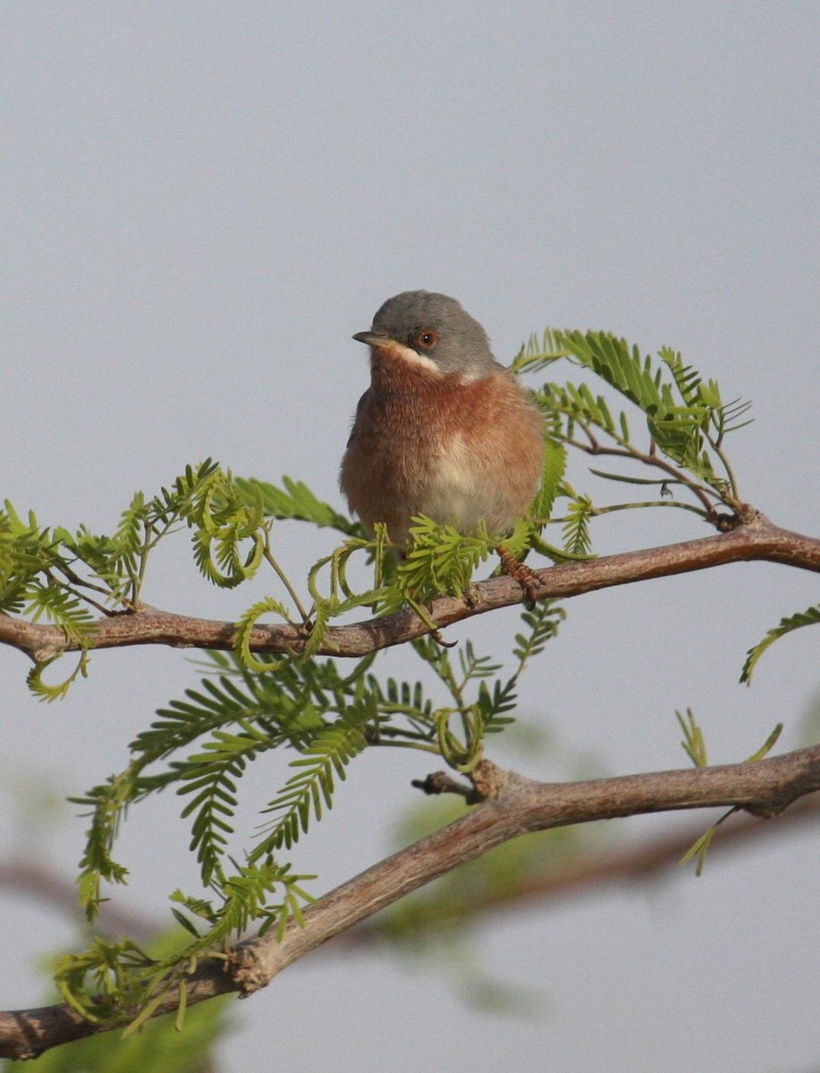 Eastern Subalpine Warbler - ML125679031