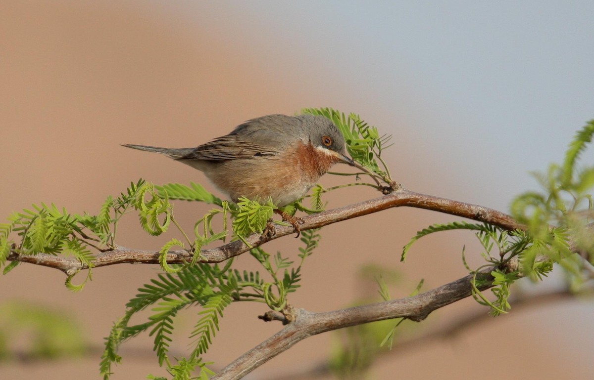 Eastern Subalpine Warbler - ML125679041