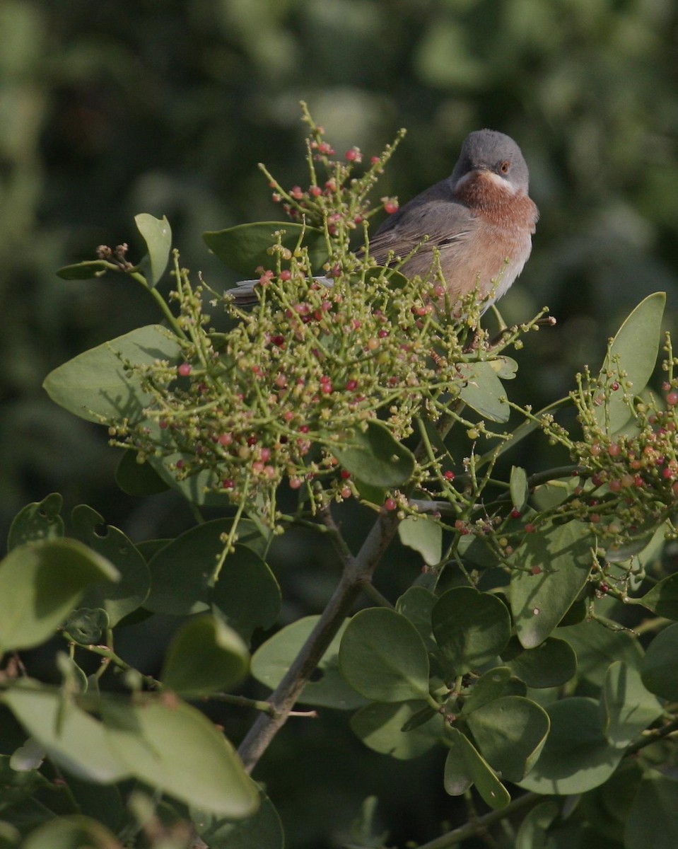 Eastern Subalpine Warbler - ML125679071