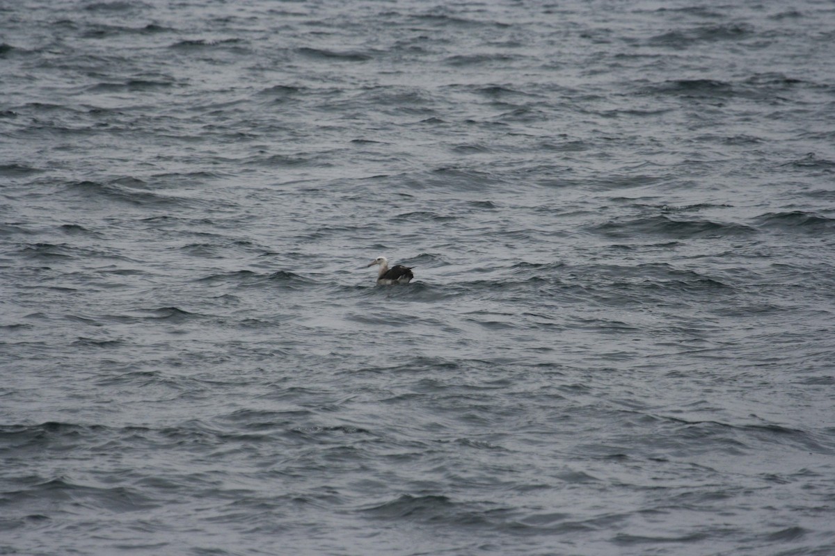 Hybride Albatros de Laysan x A. à pieds noirs - ML125679761