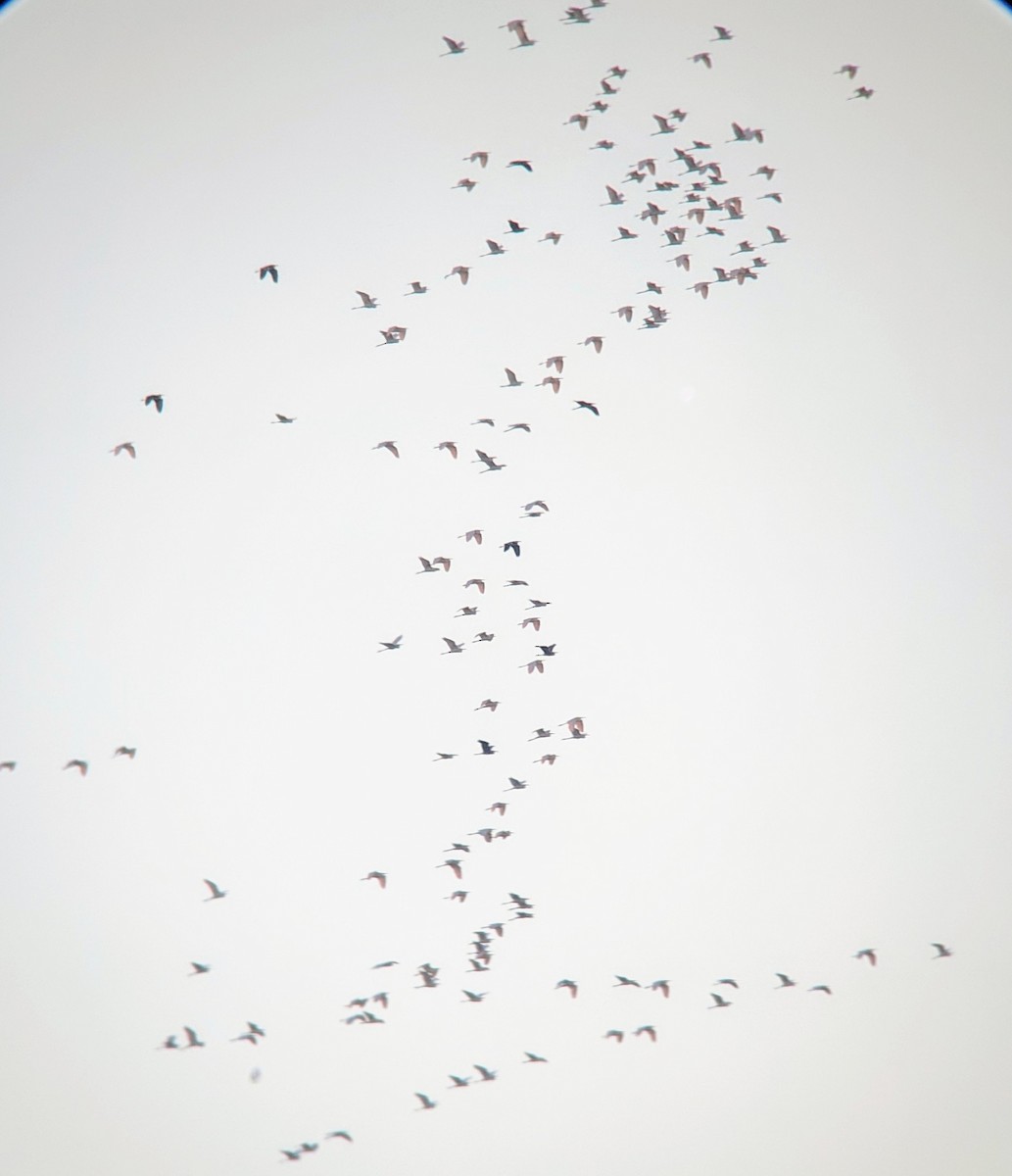 Great Egret - ML125680861