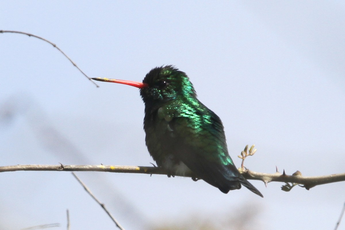 Glittering-bellied Emerald - ML125681001