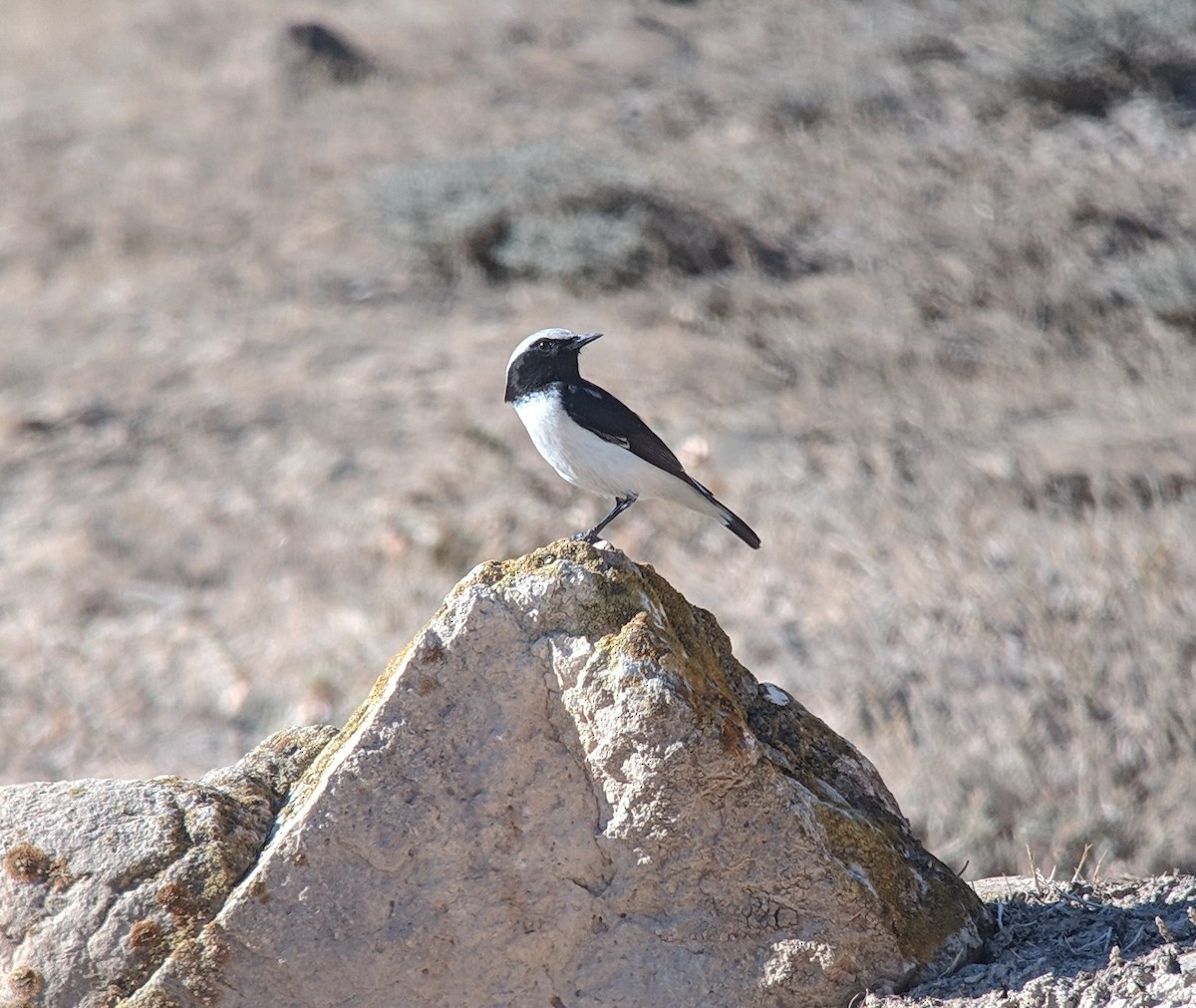 Finsch's Wheatear - ML125681451