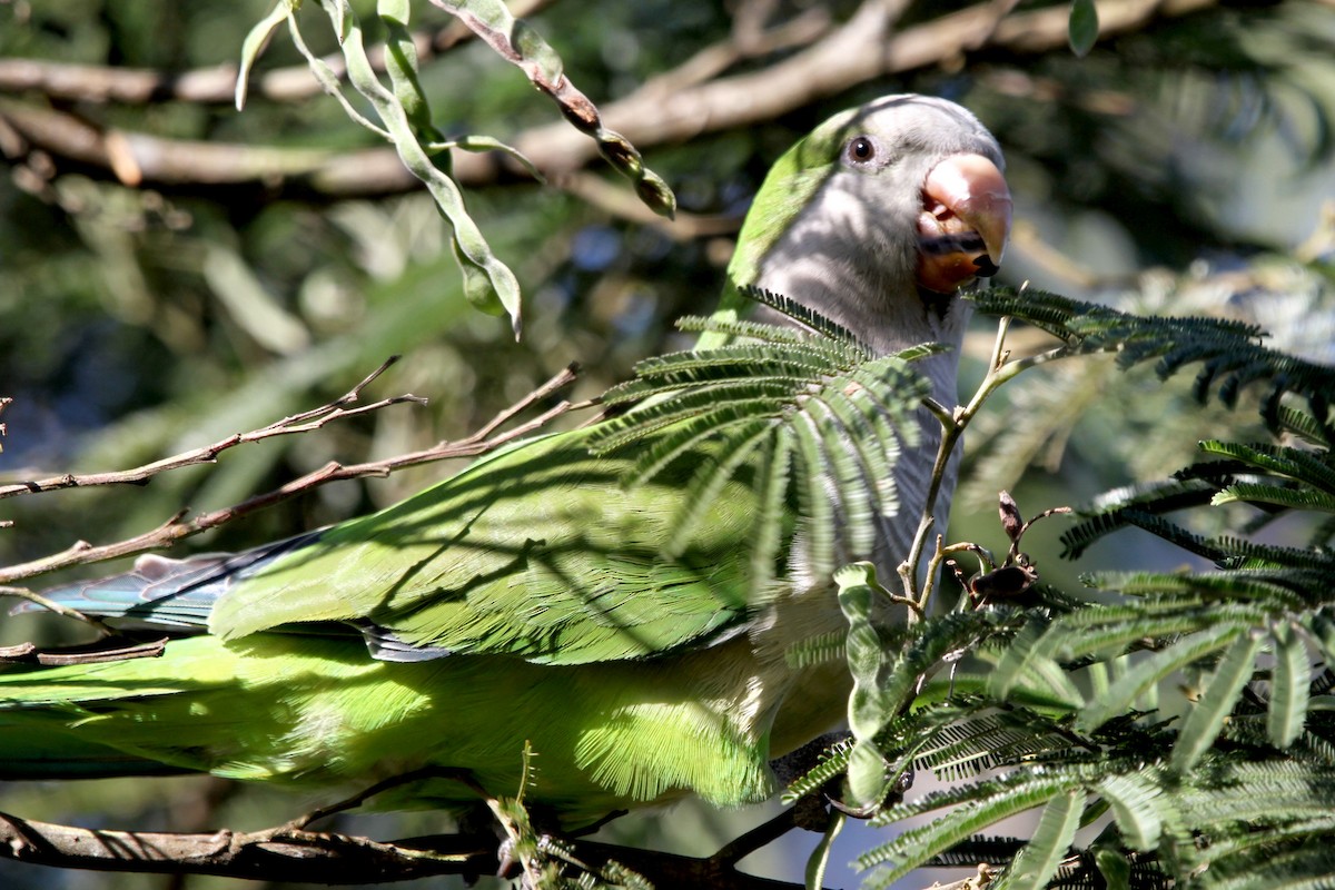 Monk Parakeet - ML125681481