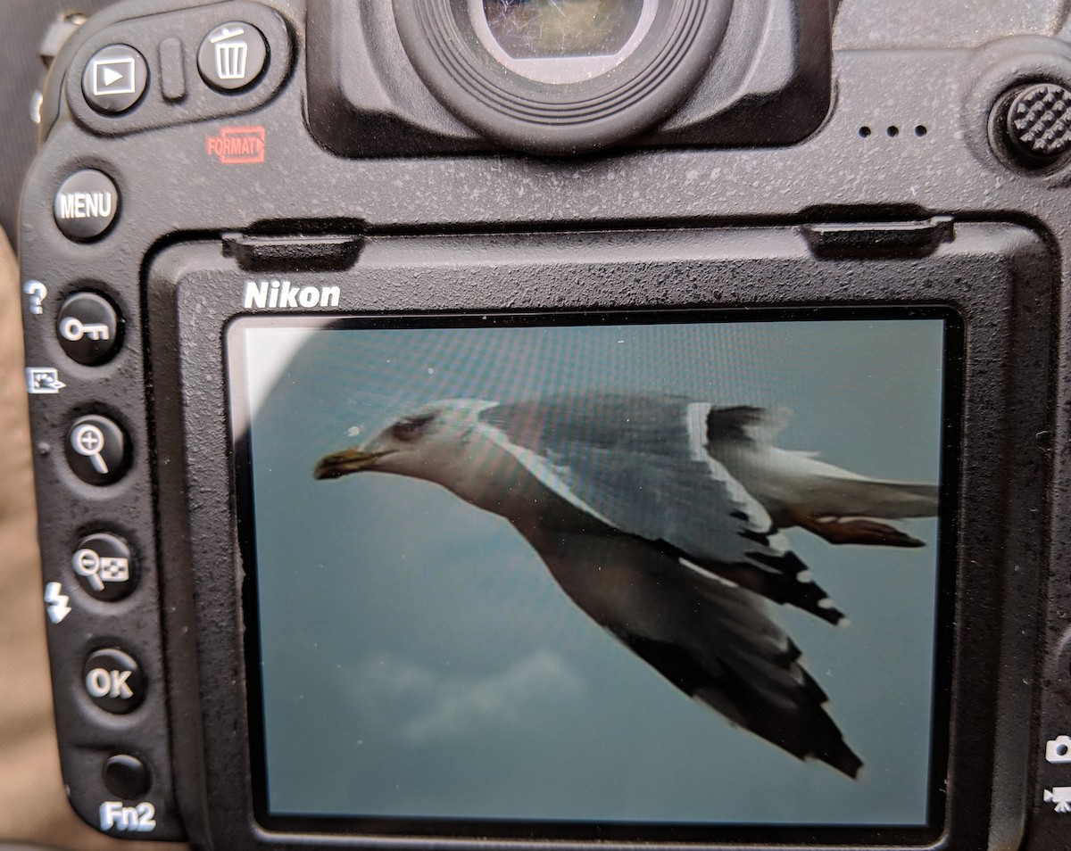 Lesser Black-backed Gull (Steppe) - Michael Hoit