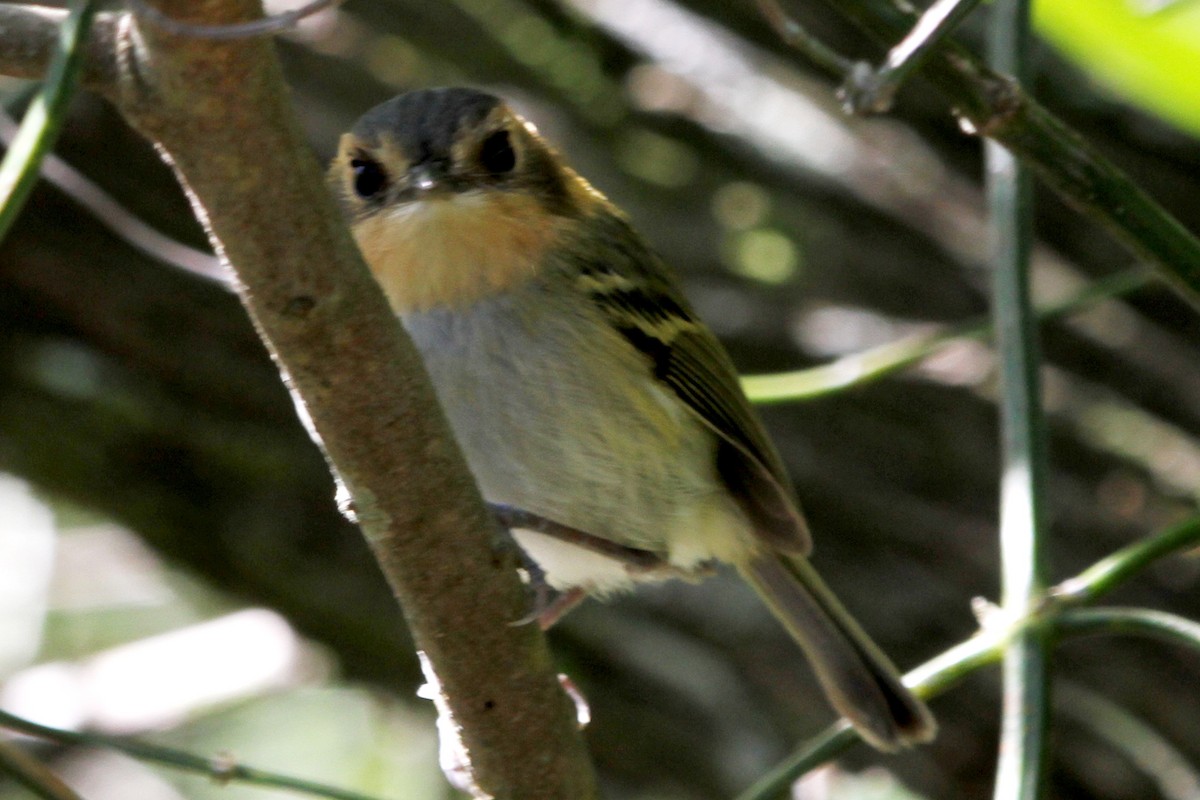 Ochre-faced Tody-Flycatcher - ML125682501