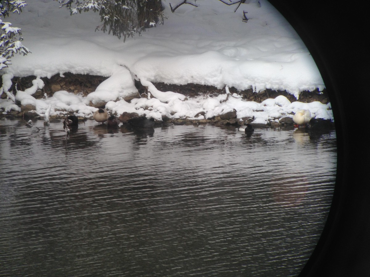 American Coot (Red-shielded) - ML125682911