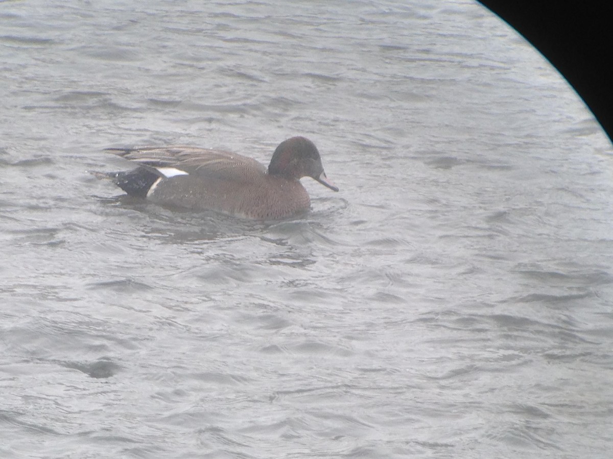 Gadwall x American Wigeon (hybrid) - ML125683101