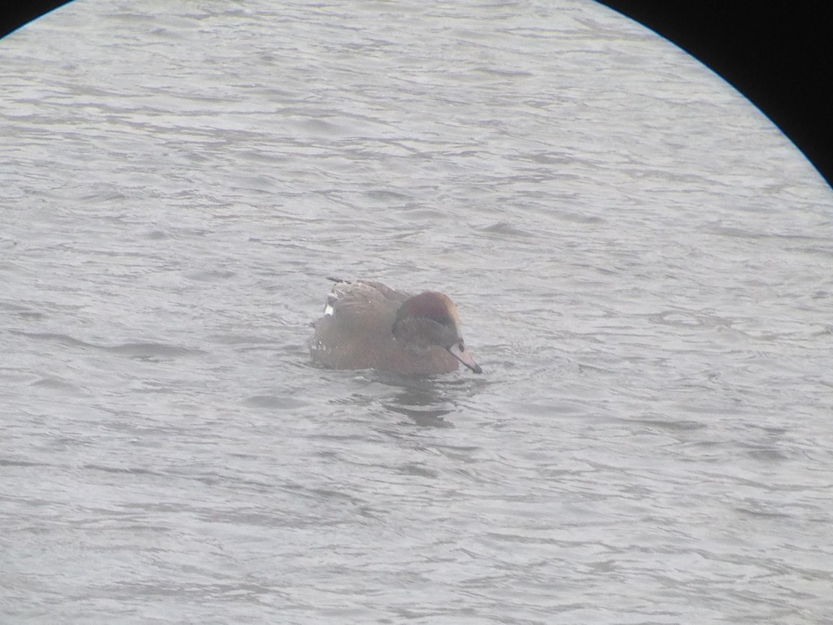 Gadwall x American Wigeon (hybrid) - ML125683121