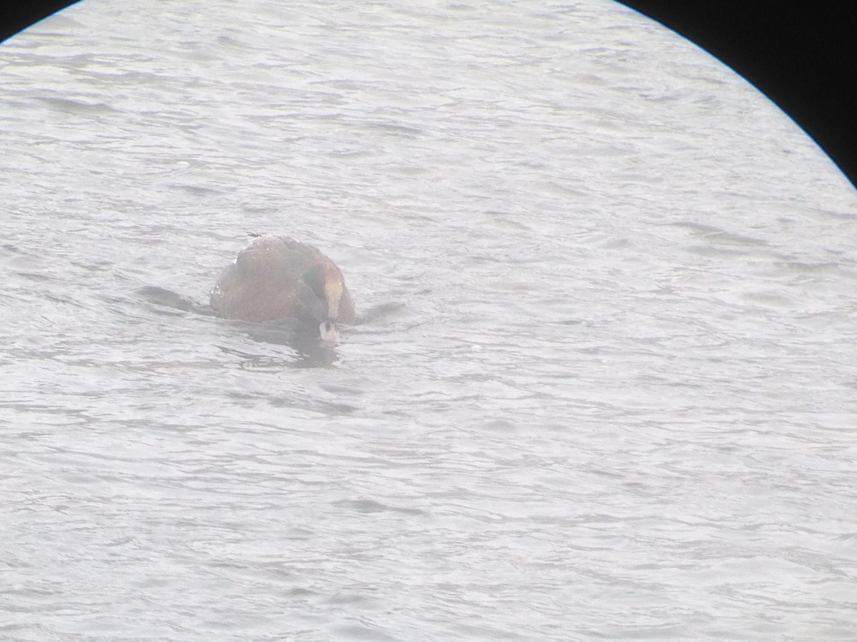 Gadwall x American Wigeon (hybrid) - ML125683161