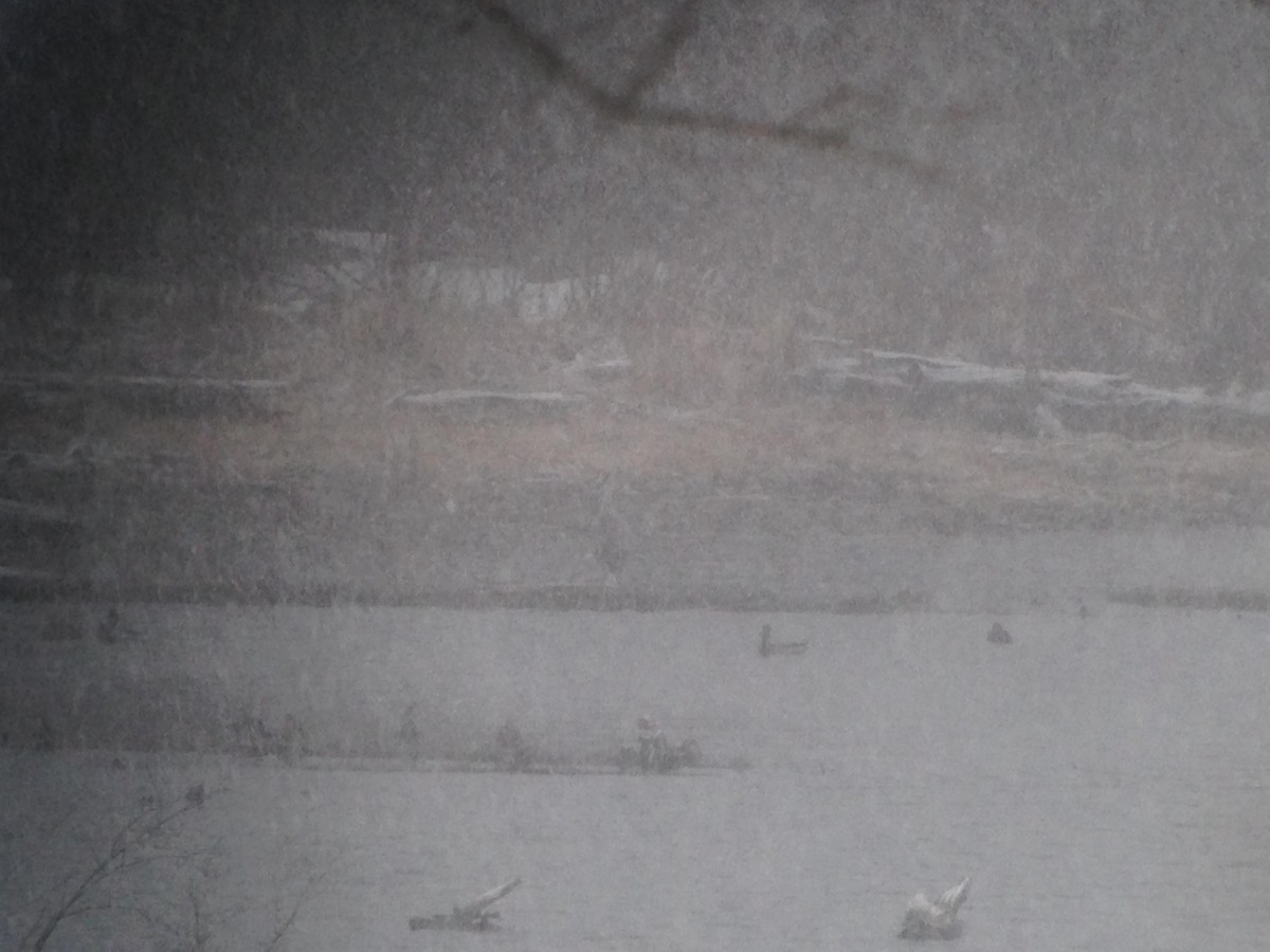 Sandhill Crane (tabida/rowani) - Marshall Iliff