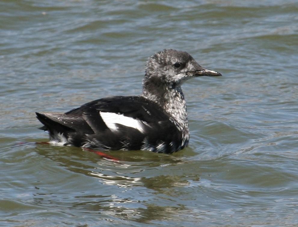 eBird Checklist - 19 Apr 2007 - Eastern Point--General Area - 59 species