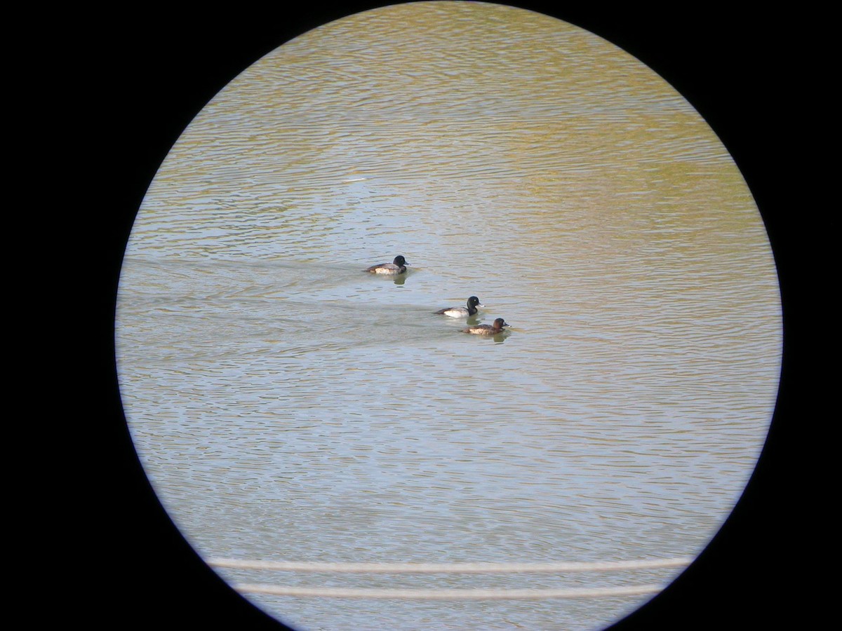 Greater Scaup - ML125684581