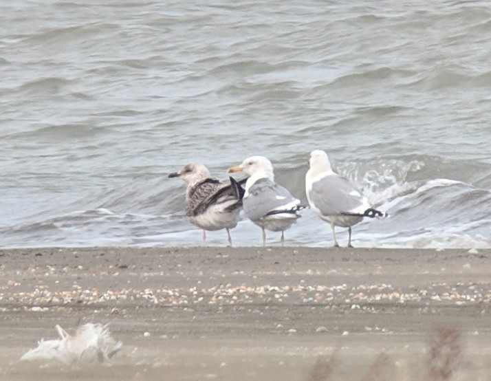 Lesser Black-backed Gull (fuscus) - Michael Hoit