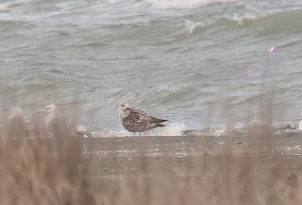 Lesser Black-backed Gull (fuscus) - Michael Hoit