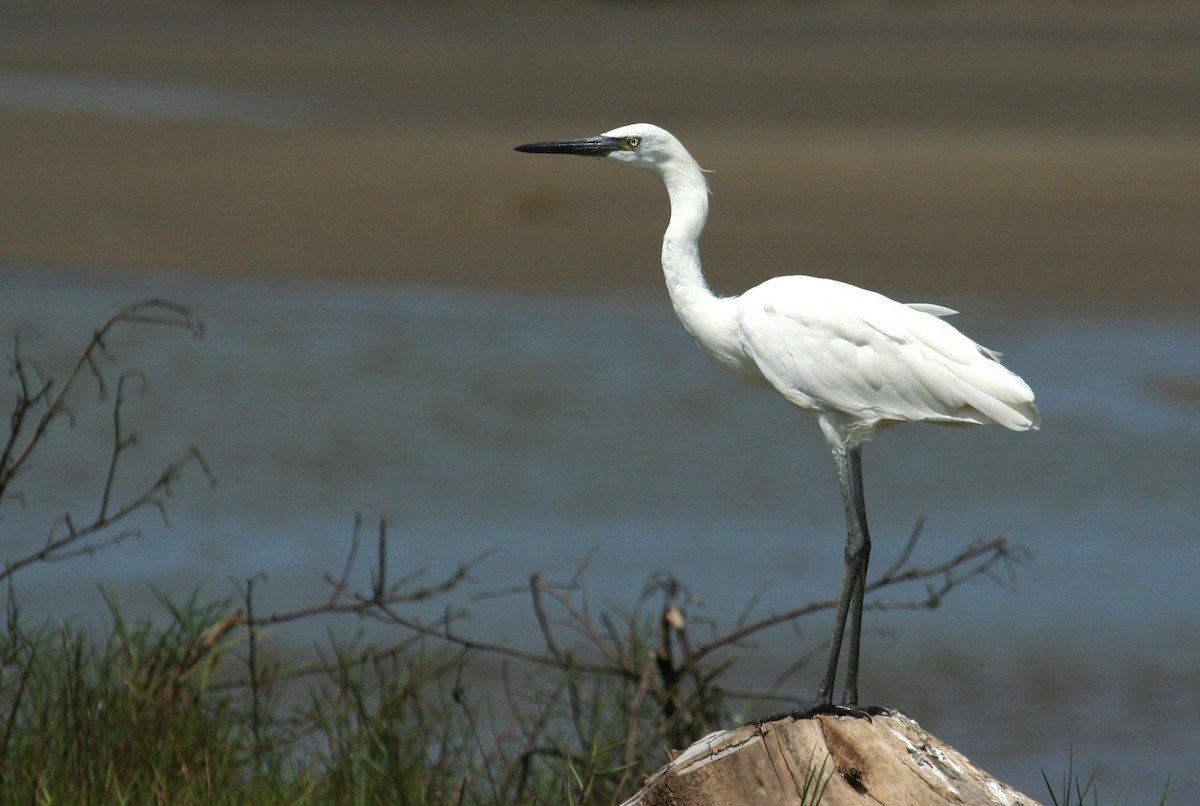 Reddish Egret - ML125685531