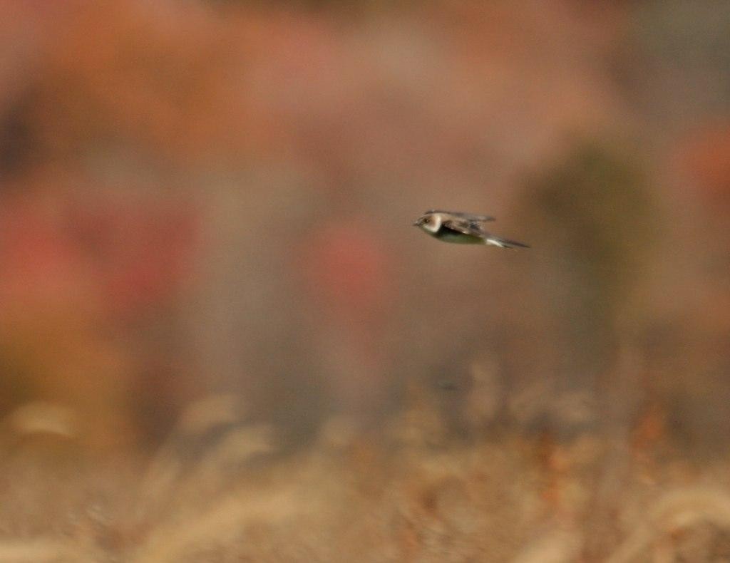 Bank Swallow - ML125686891