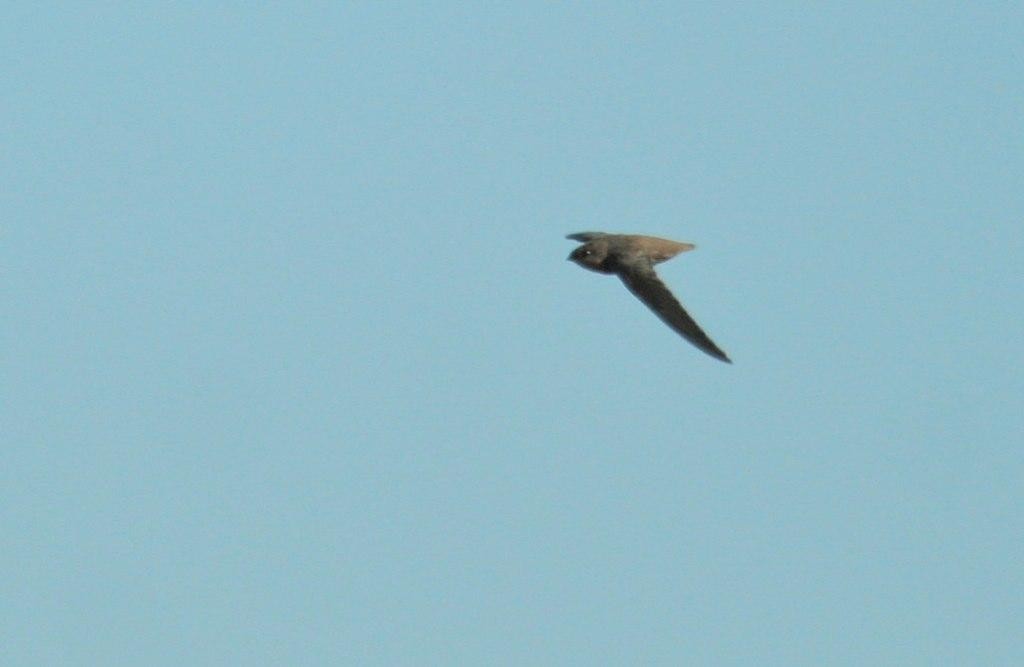 Chimney Swift - ML125686921