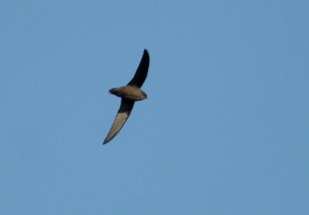 Chimney Swift - ML125686931