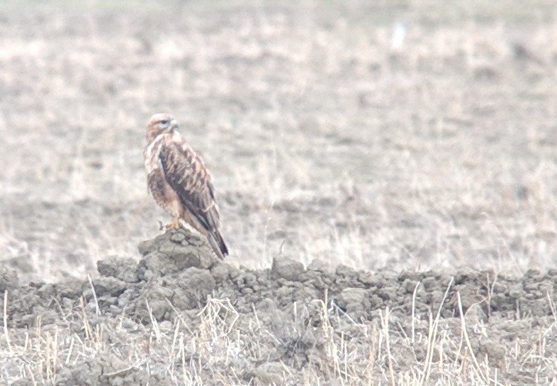 Common Buzzard (Steppe) - ML125687491