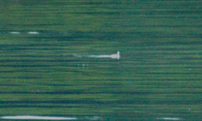 Red-necked Phalarope - ML125687701