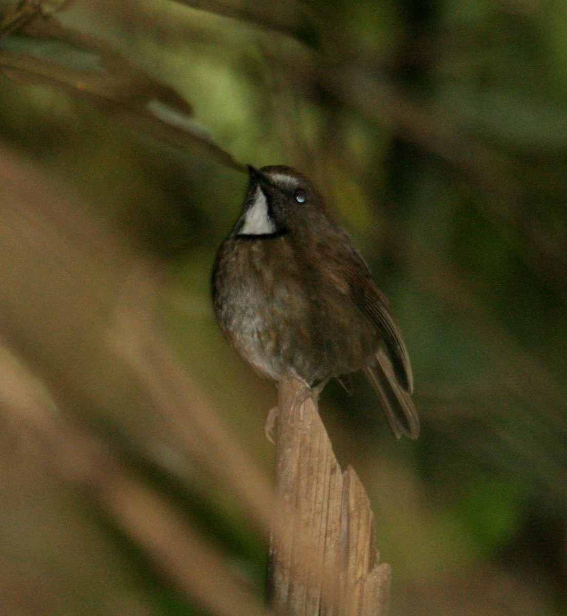 White-gorgeted Flycatcher - ML125687761