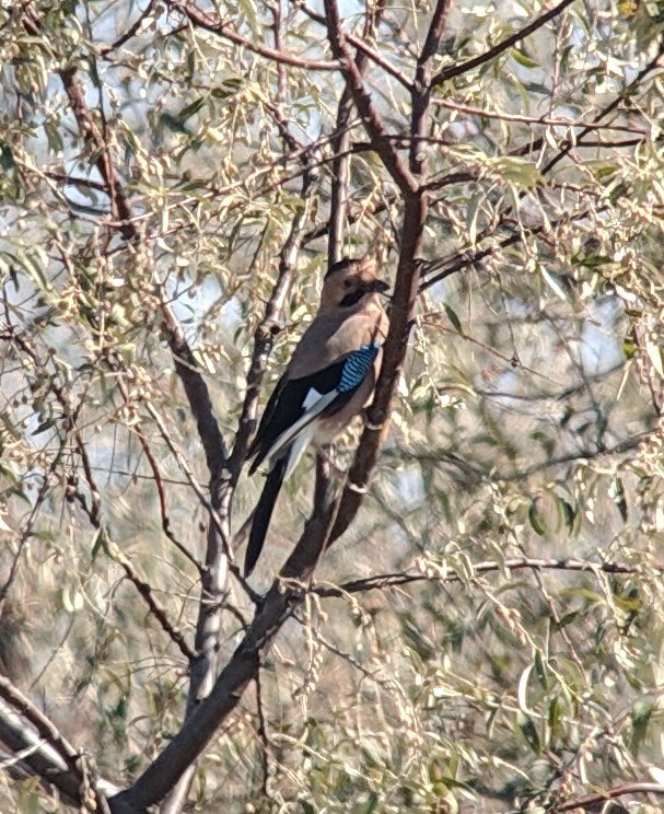 sojka obecná [skupina atricapillus] - ML125687771