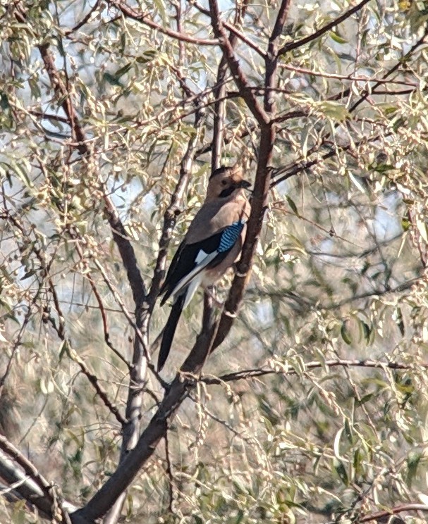 Eurasian Jay (Black-capped) - ML125687771