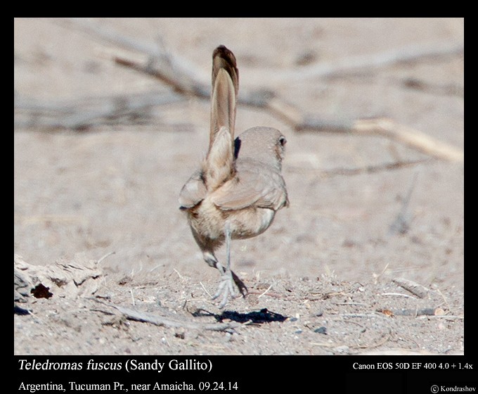 Sandy Gallito - Peter Kondrashov