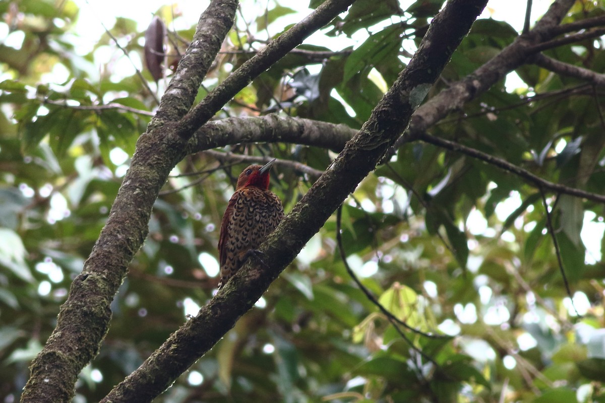 Cinnamon Woodpecker - Ohad Sherer