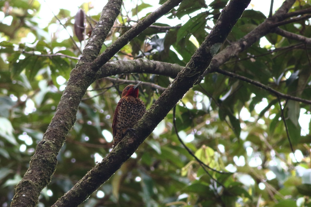 Cinnamon Woodpecker - ML125688051