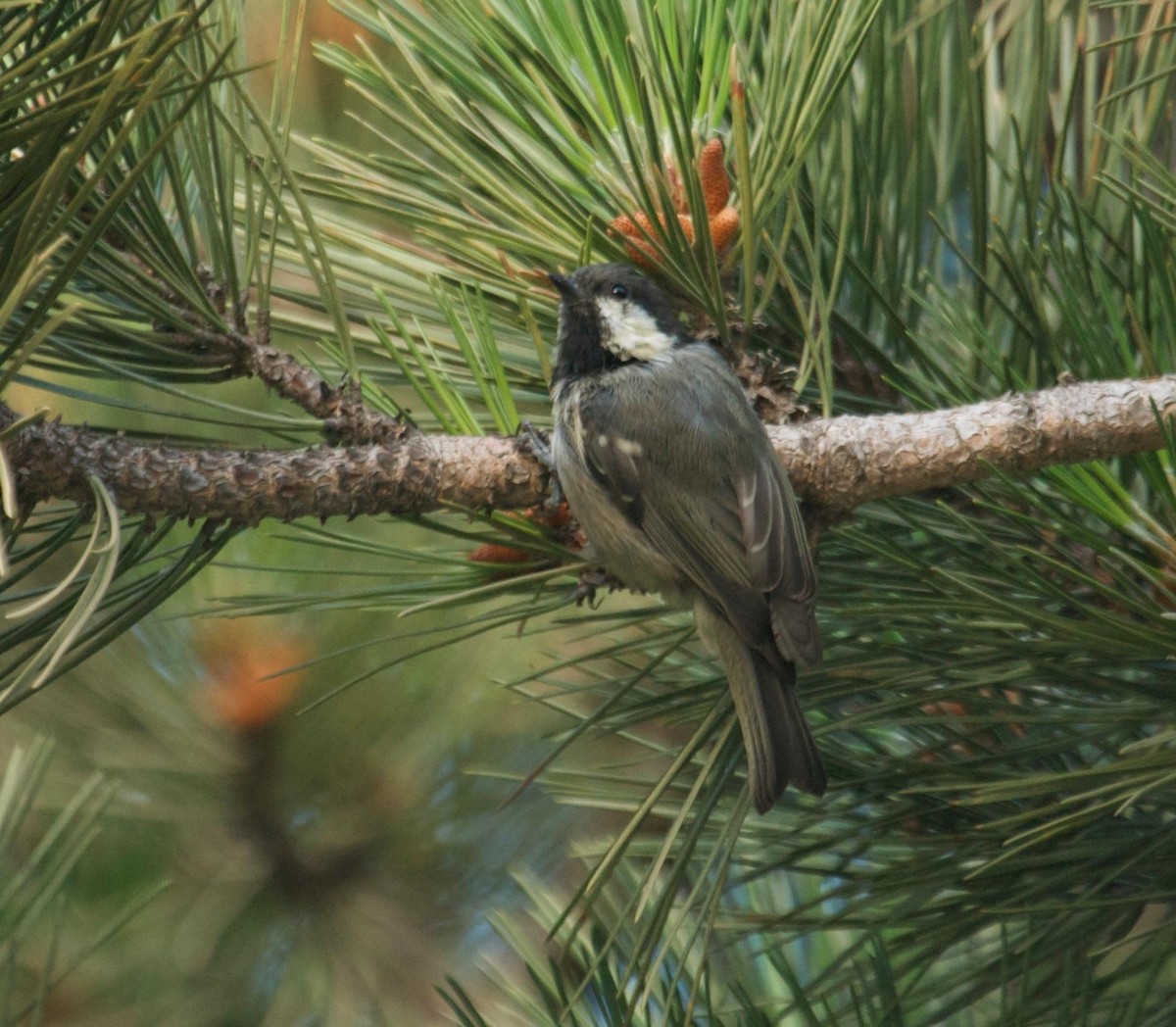eBird Checklist - 15 Jul 2008 - Busa-Uludad Road--pines before park ...