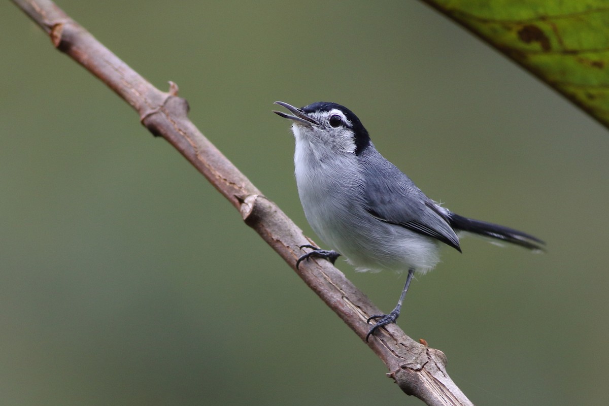 White-browed Gnatcatcher - Ohad Sherer