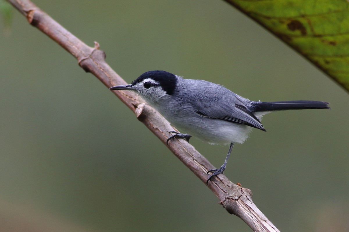 White-browed Gnatcatcher - Ohad Sherer