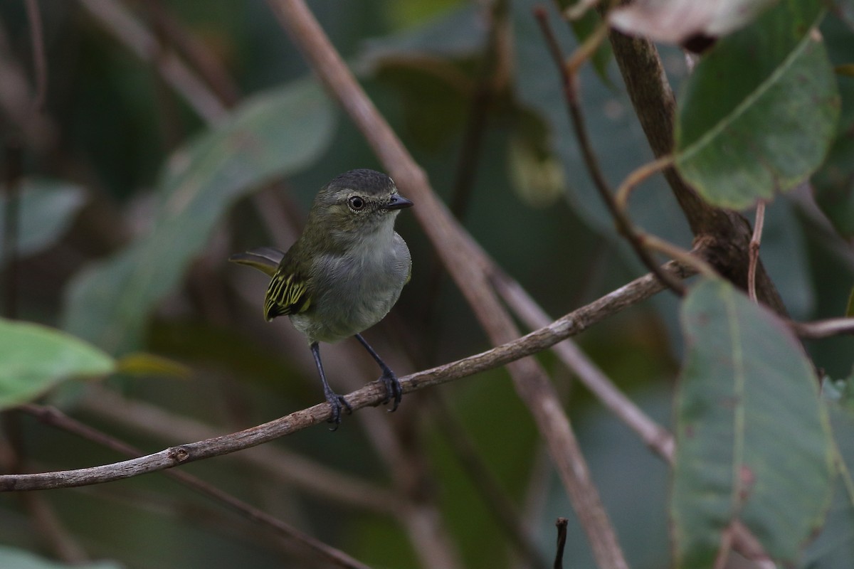 Mistletoe Tyrannulet - ML125688871