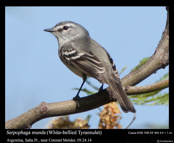 White-crested Tyrannulet (White-bellied) - ML125689401