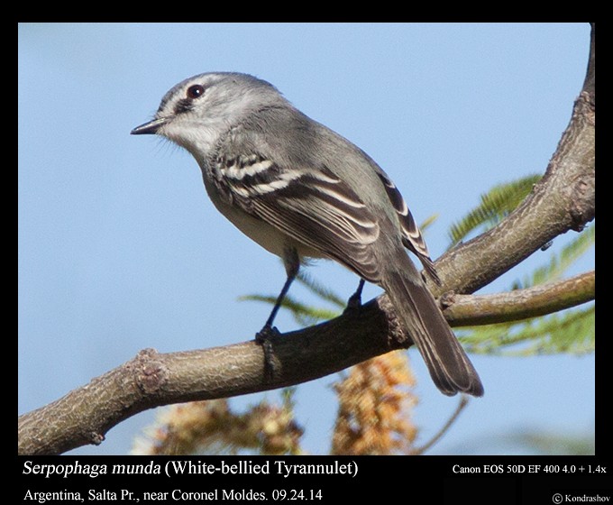 White-crested Tyrannulet (White-bellied) - ML125689421