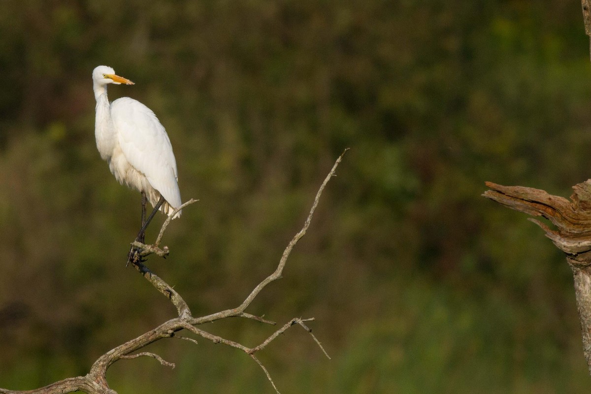 Great Egret - ML125689821