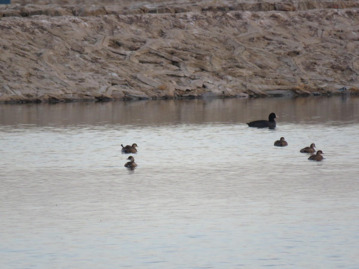 Little Grebe - Thomas Brooks