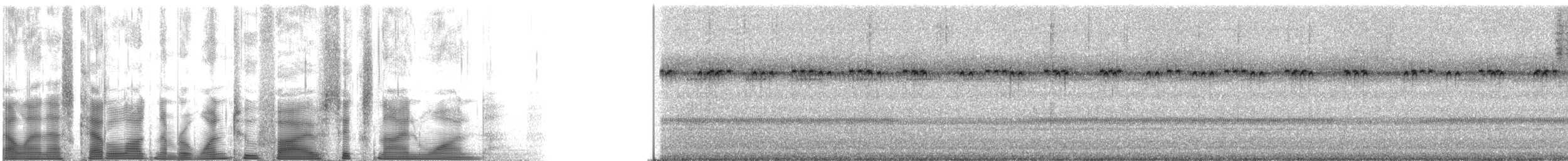 Gundlachs trig - ML125691