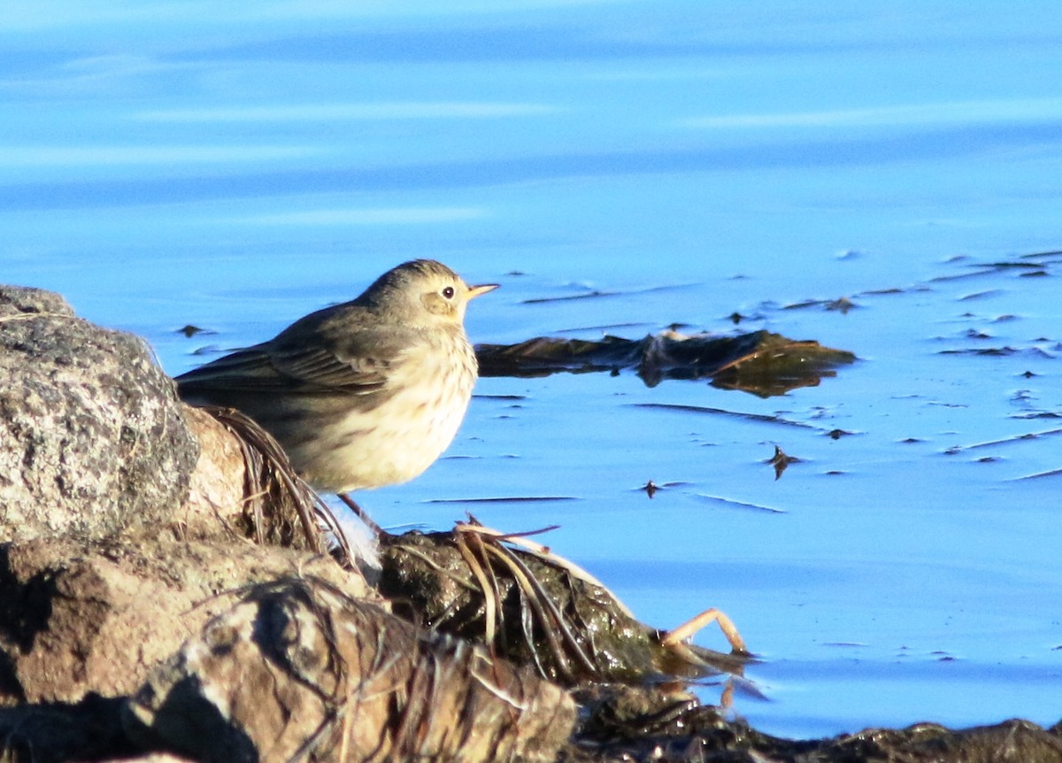 American Pipit - Doug and Diane Iverson