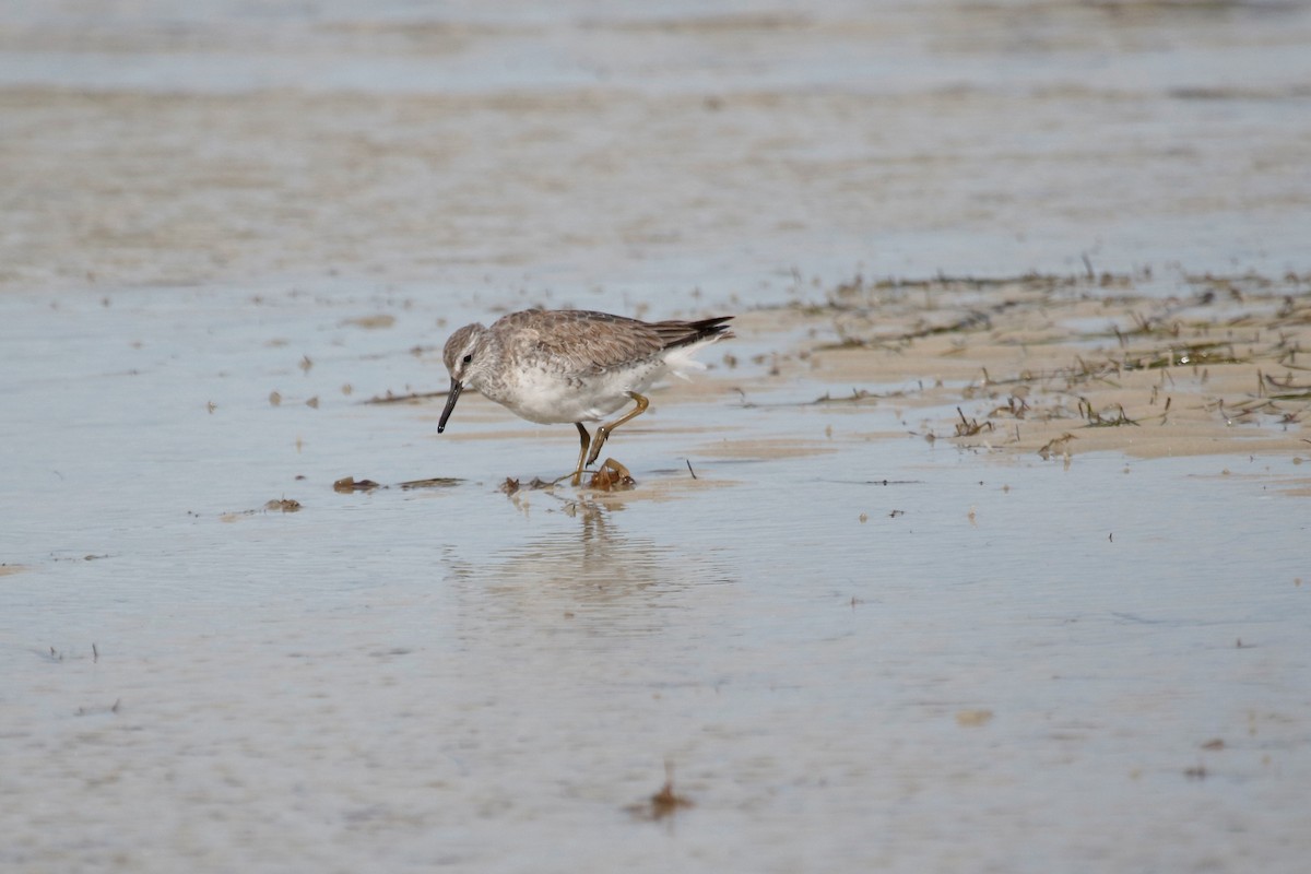 Red Knot - ML125693191