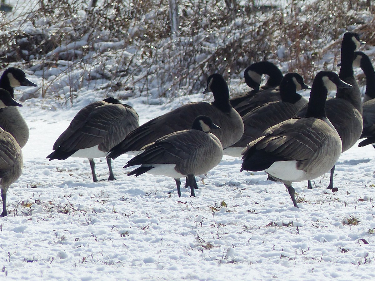 Cackling Goose - Libby Keyes