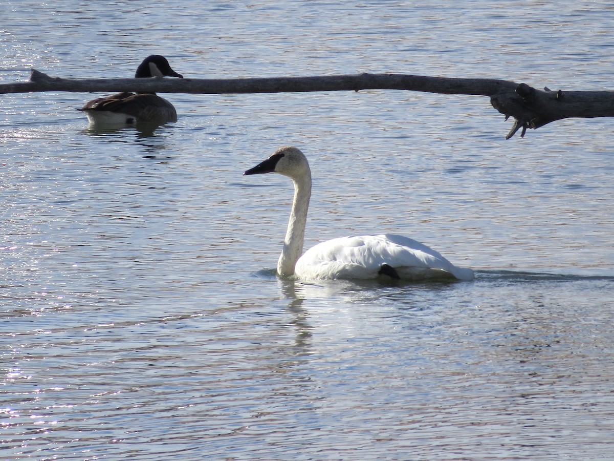 Cygne trompette - ML125698981