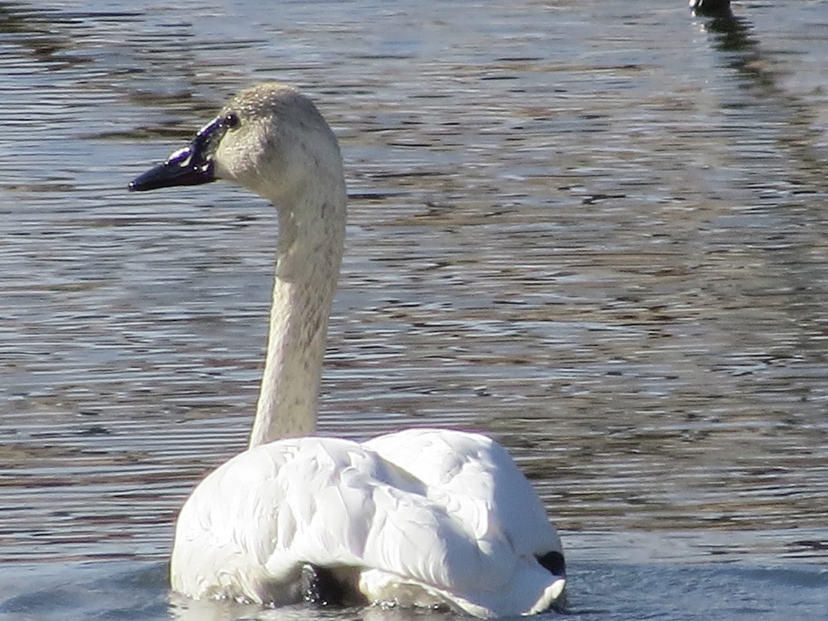 Cygne trompette - ML125699061