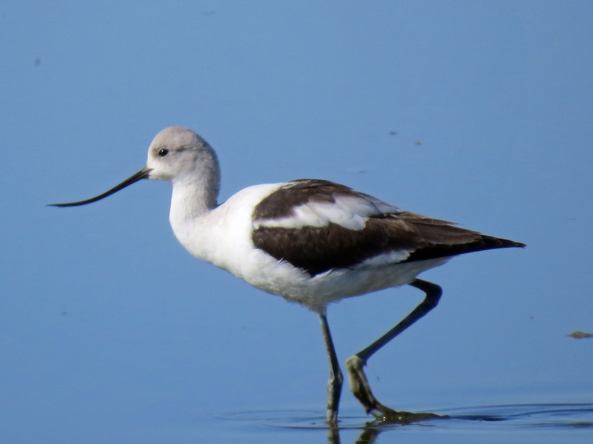 American Avocet - David Pearson